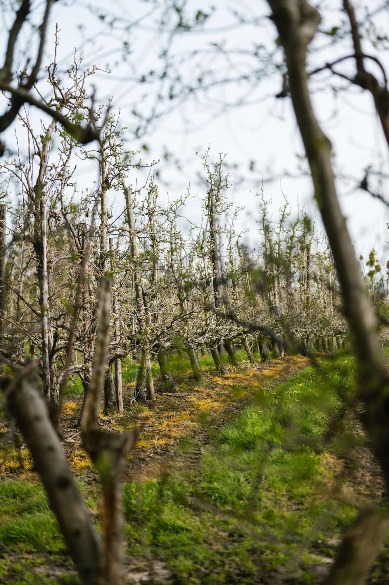 Hoeve De Reetjens - La Gouvernante Bilzen Esterno foto